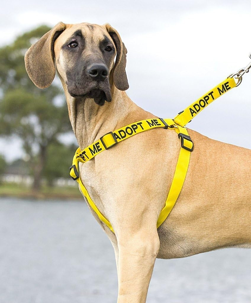 adopt-me-yellow-color-coded-l-xl-non-pull-dog-harness-new-home-needed-donate-to-your-local-charity