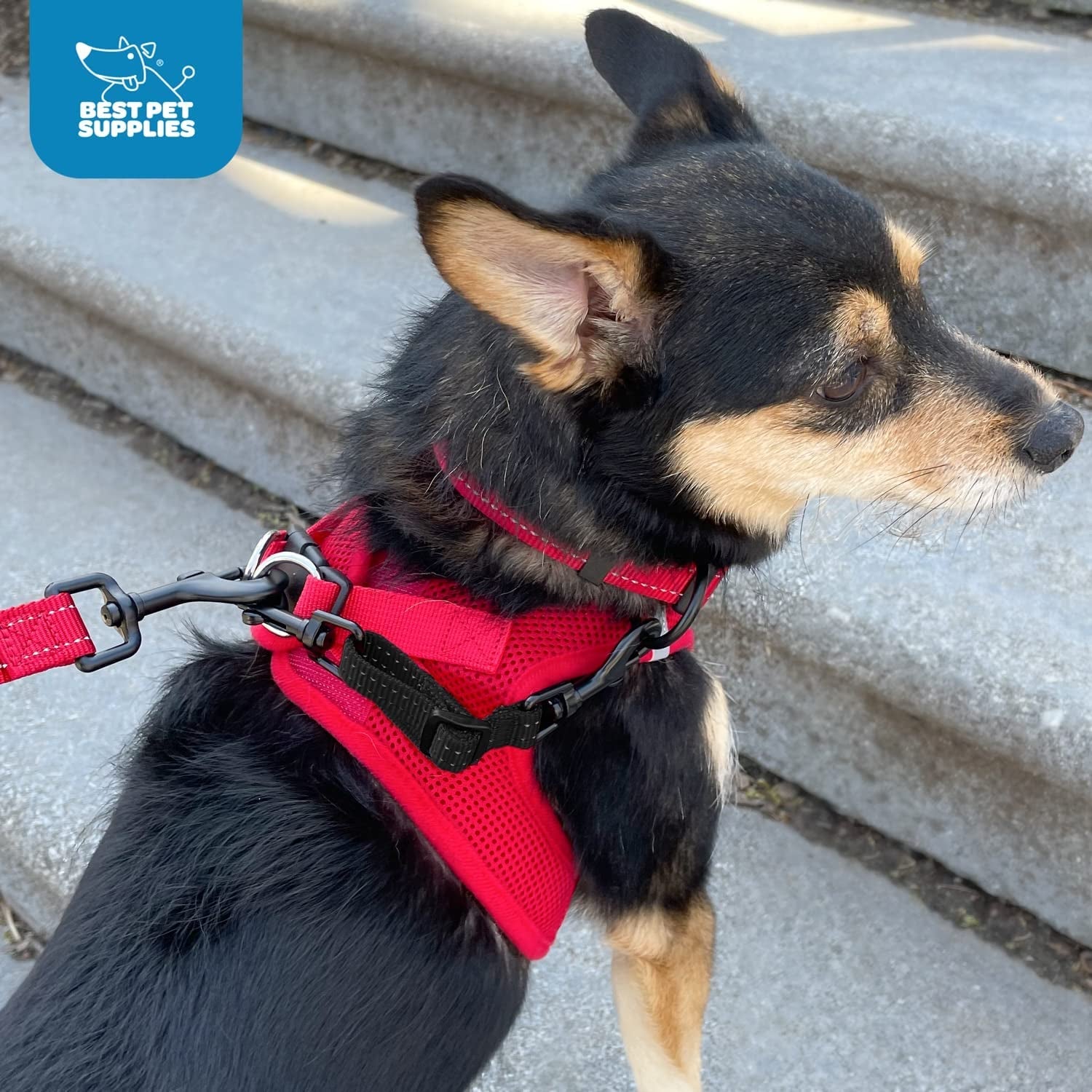 best-pet-supplies-voyager-dog-collar-safety-clip-with-dual-clasps-collars-and-no-pull-harness-connectors-training-for-walking-running-and-hiking-safety-clip-black