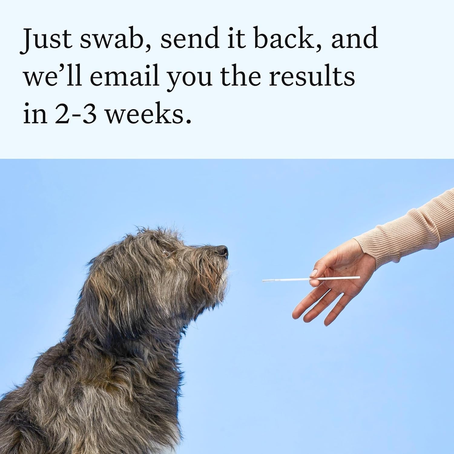 wisdom-panel-essential-dog-dna-testing-kit-most-accurate-test-for-430-dog-breeds-30-genetic-health-conditions-50-traits-relatives-ancestry-1-pack