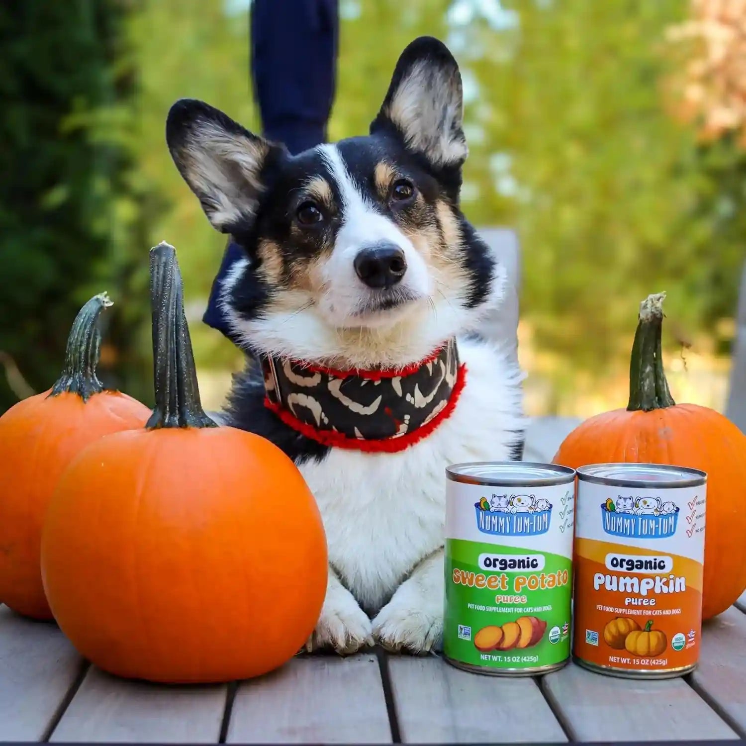 nummy-tum-tum-organic-pumpkin-for-dogs-cats-15-ounce-pack-of-12-usa-grown-pumpkins-supports-healthy-digestion-for-cats-dogs-great-for-food-toppers-treats-recipes
