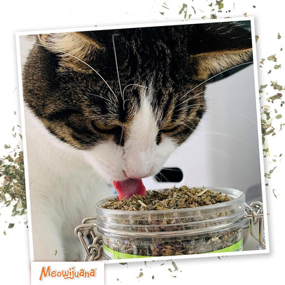 Meowijuana Catnibas Catnip Pawty Mix Jar | High Potency Catnip Blend | Organic Hand-Harvested North American Catnip Blend for Cats; Fine-Ground for Toys, Beds & Scratchers; Play or Calm5