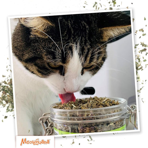 Meowijuana Catnibas Catnip Pawty Mix Jar | High Potency Catnip Blend | Organic Hand-Harvested North American Catnip Blend for Cats; Fine-Ground for Toys, Beds & Scratchers; Play or Calm5