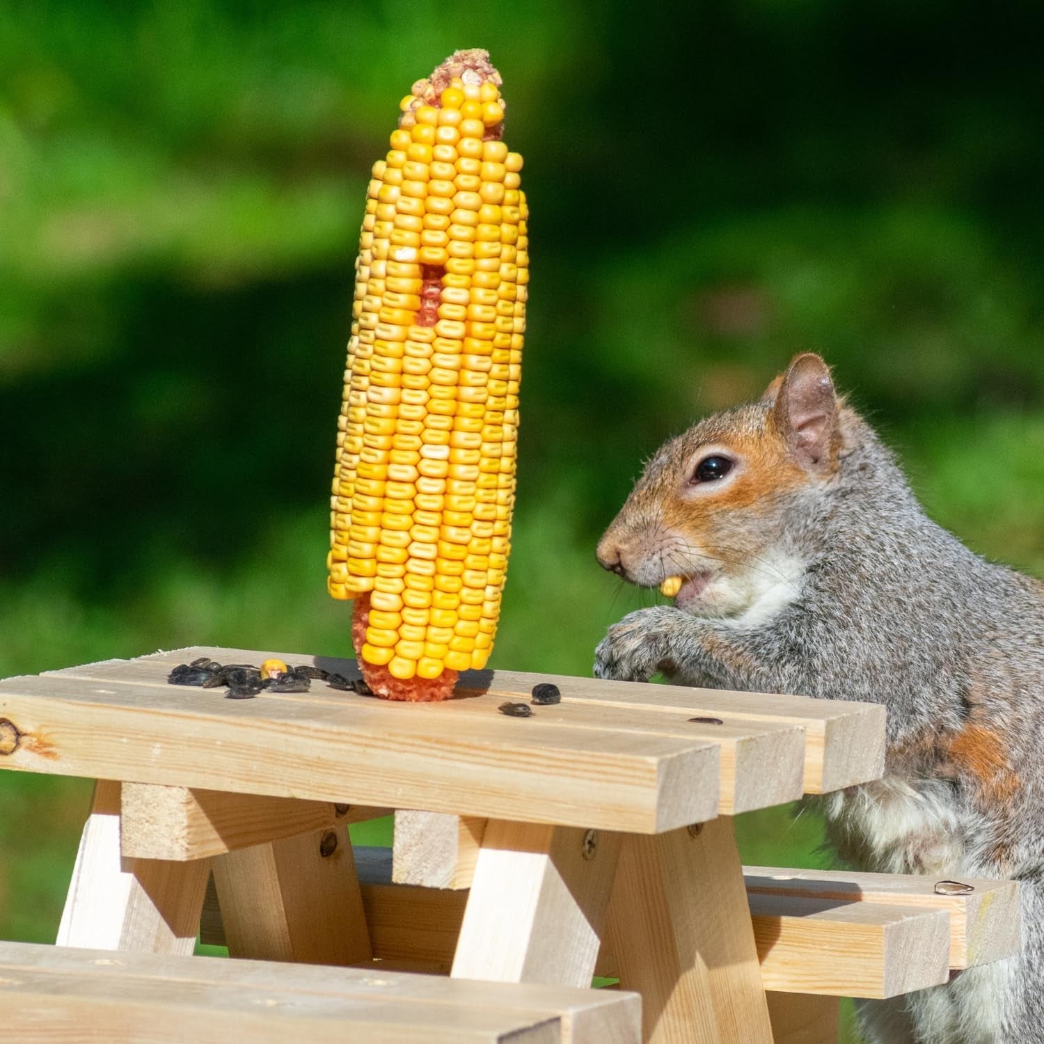 wildlife-treats-ear-corn-kernels-hand-packed-boxes-squirrel-food-10-pound-pack-of-1-yellow