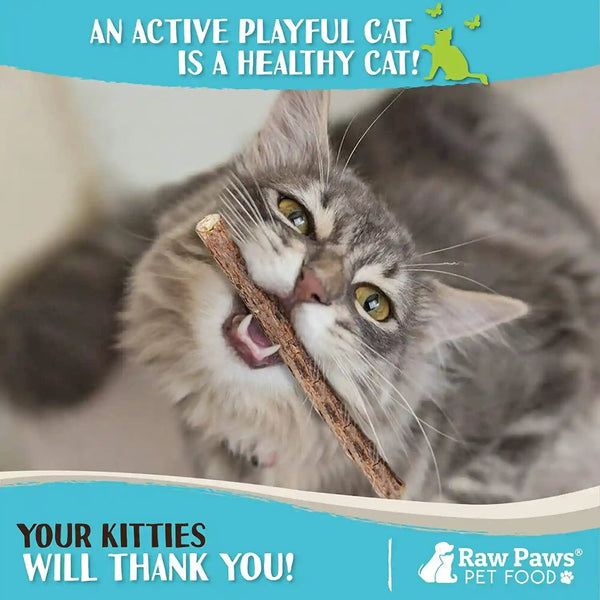 Raw Paws Silvervine Sticks for Cats (30-Count) - Dental Cat Chew Stick | Catnip Alternative - Matatabi Cat Toy - Silver Vine Sticks - Indoor Cat Enrichment & Chewing5