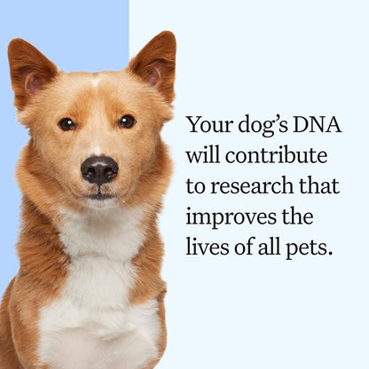 Wisdom Panel Essential Dog DNA Testing Kit - Most Accurate Test for 430+ Dog Breeds, 30 Genetic Health Conditions, 50+ Traits, Relatives, Ancestry, 1 Pack8