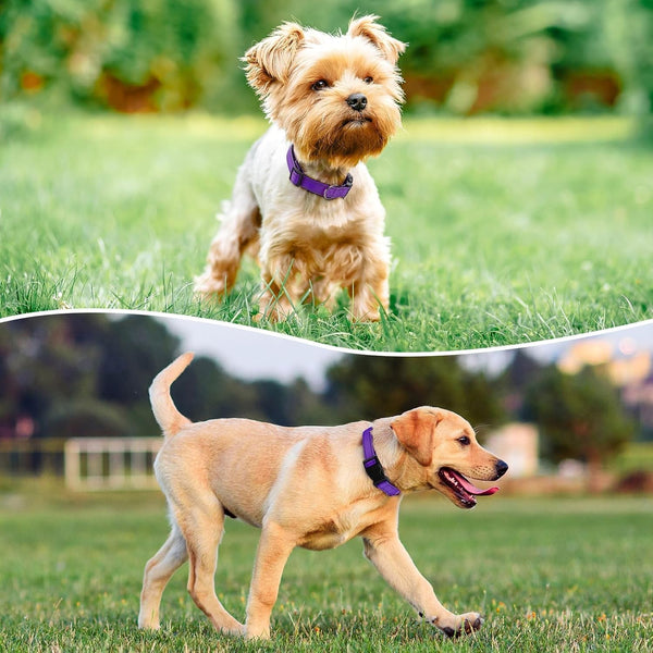 Reflective Dog Collar Padded with Soft Neoprene Breathable Quick Release Basic Dog Collars for Medium Dogs Purple Girl2