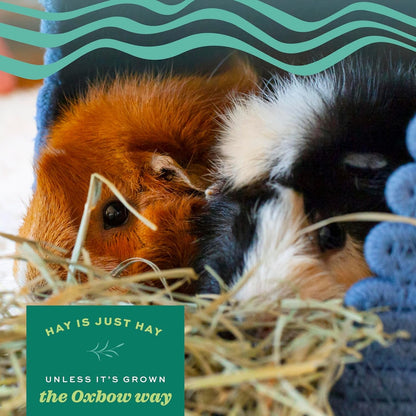 Oxbow Western Timothy Hay, Guinea Pig Hay, Small Pet Bunny Supplies, All Natural Grass for Guinea Pig, Bunny, Chinchilla & Hamster, Oxbow Rabbit Supplies for Bunnies, 9 Lb Box | Oxbow Timothy Hay, Bunny Hay for Rabbits, Guinea Pigs, Bunnies and Chinchillas, Hand-Sorted, De-Dusted, Made in USA4