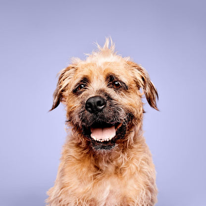 Paul Mitchell Pet Super Bright Shampoo, Brightening Wash, Whitening Dog Shampoo, 16.9 Fl. Oz3