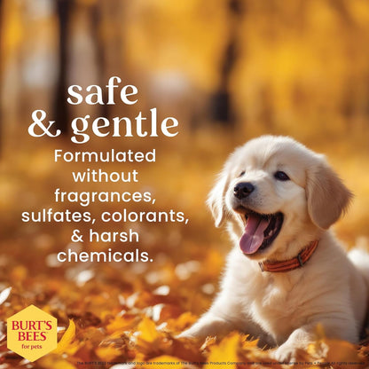 Burt’S Bees for Pets Tear Free Puppy Shampoo & Conditioner with Buttermilk, 2 in 1 Gentle Dog Shampoo for Puppies, Cleans and Conditions Sensitive Skin, 16 Fl Oz | Gentle 2-In-1 Formula Cleans and Conditions Sensitive Puppy Skin and Coat; Tearless for Easy Bath Time5