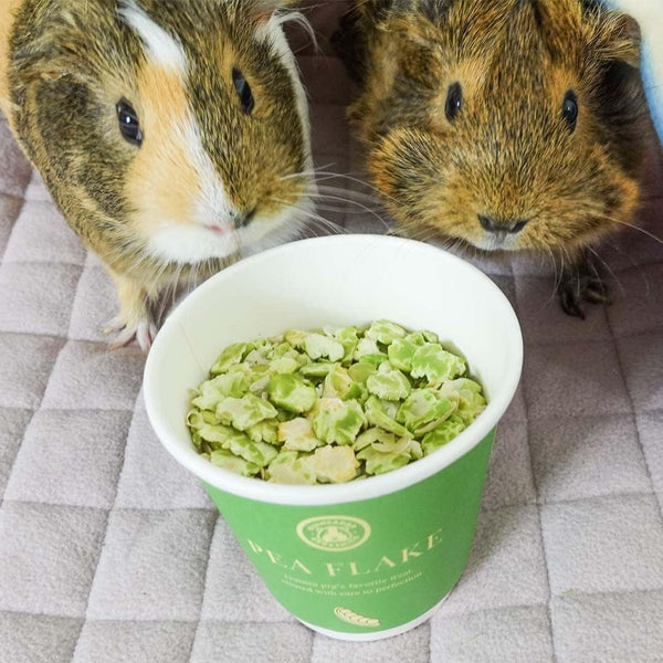 Guineadad Pea Flakes for Guinea Pigs – Premium Guinea Pig Food & Treats – Natural Pea Flakes for Small Pets – High in Vitamins & Minerals - Large4
