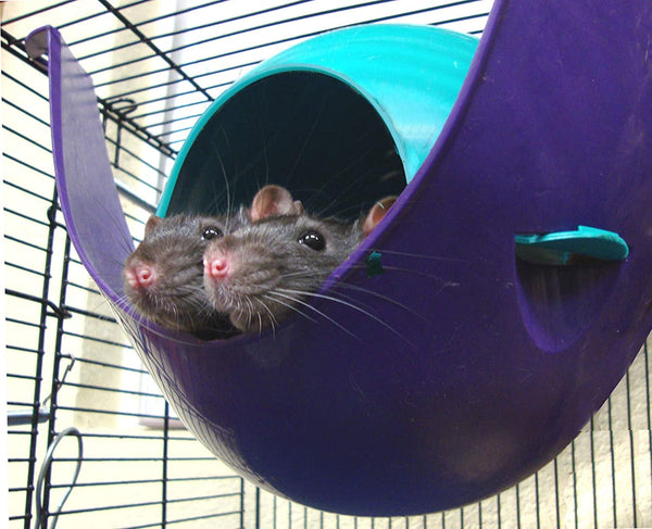 Lixit Critter Space Pod, Perfect for Small Animals, Large6