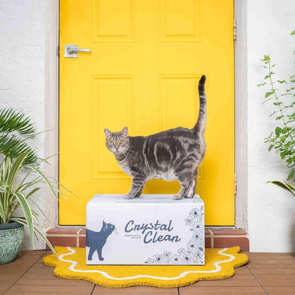 Crystal Clean Premium Fresh Scent Crystal Cat Litter with Odor Control (5X Faster), Best Lightweight, Non Clumping Kitty Litter to Absorb Urine, Dries Solid Waste (2X4.3 Lb Bags)8