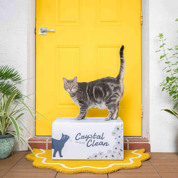 Crystal Clean Premium Fresh Scent Crystal Cat Litter with Odor Control (5X Faster), Best Lightweight, Non Clumping Kitty Litter to Absorb Urine, Dries Solid Waste (2X4.3 Lb Bags)8