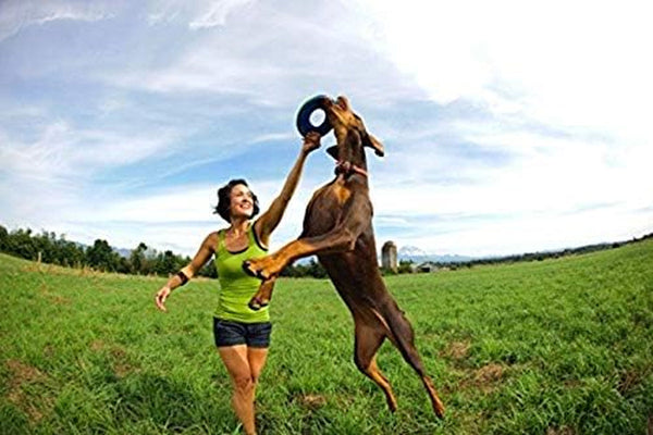 Chuckit! Amphibious Zipflight Floating and Flying Disc Dog Toy, Medium (8.5"), Assorted Colors (Orange and Blue/Green and Blue)8