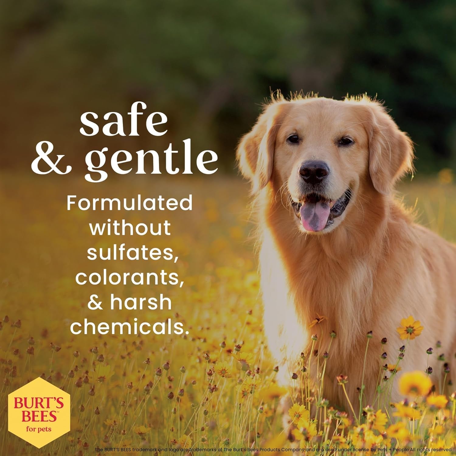 burts-bees-for-pets-waterless-shampoo-spray-with-apple-honey-10-fl-oz-no-rinse-waterless-formula-ph-balanced-ideal-for-quick-touch-ups-between-full-baths-no-sulfates-parabens-or-phthalates