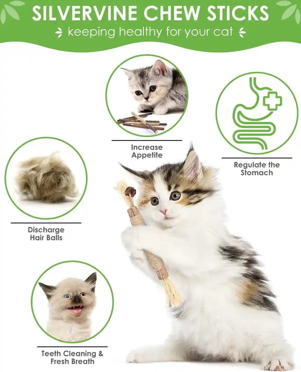 TINDTOP Silvervine Chew Sticks for Cats, 10 Pack Natural Catnip Chew Toys | for Kittens Teeth Cleaning, Matatabi Dental Care, Increase Appetite, Calm Cat Anxiety and Stress, Aggressive Chewers Toy2