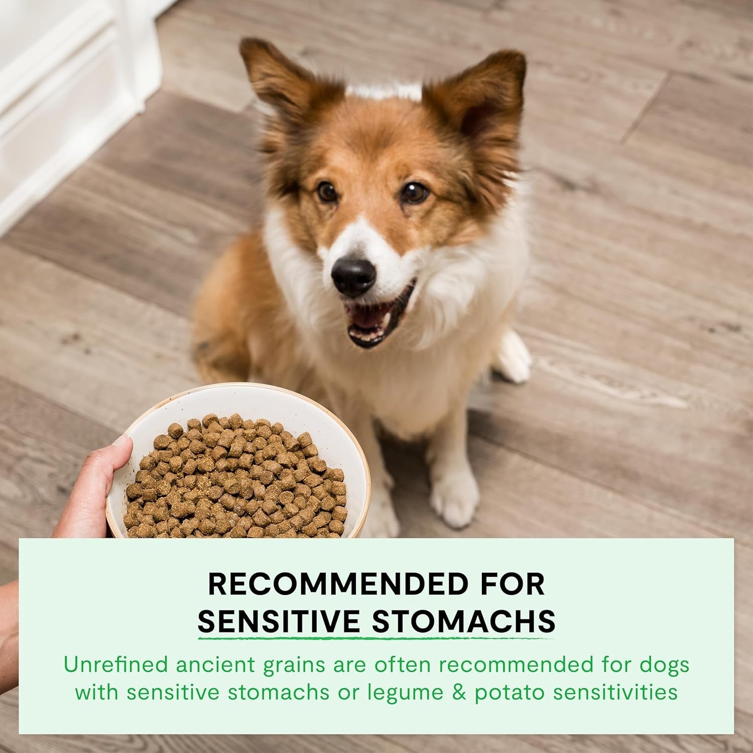 open-farm-ancient-grains-dry-dog-food-wild-caught-salmon-kibble-22lb-bag-all-life-stages-all-breed-sizes-protein-rich-nutrient-dense-100-traceable-ingredients-non-gmo-fruits-veggies