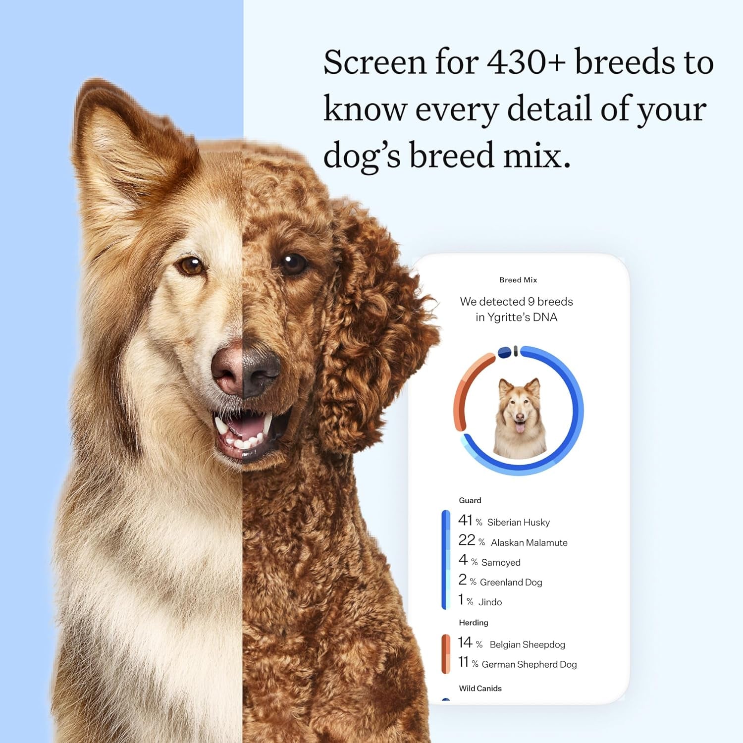 wisdom-panel-essential-dog-dna-testing-kit-most-accurate-test-for-430-dog-breeds-30-genetic-health-conditions-50-traits-relatives-ancestry-1-pack