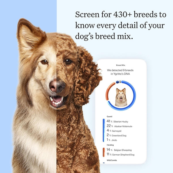 Wisdom Panel Essential Dog DNA Testing Kit - Most Accurate Test for 430+ Dog Breeds, 30 Genetic Health Conditions, 50+ Traits, Relatives, Ancestry, 1 Pack3