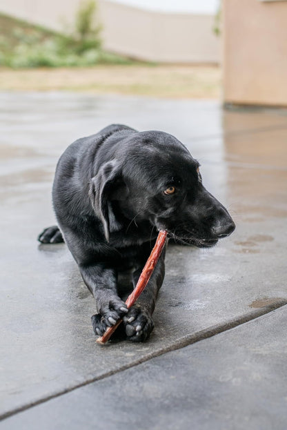 Gigabite Beef Esophagus Dog Treats Sticks - 6 Inch , 40 Pack | All Natural, Single-Ingredient Beef Gullet Chews, High Protein, Rawhide Free, Supports Dental Health5