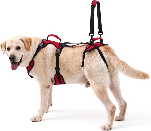 Dog Lifting Harness for Medium Dogs, Dual Handle Dog Support Harness for Daily Walking Assistance, Male Dog-Friendly, Breathable & Easy on Mobility Aid, Red, M1