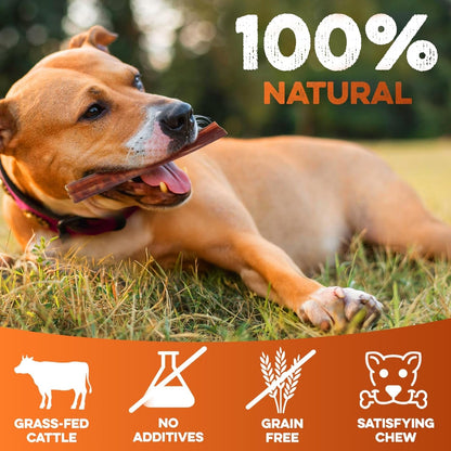 BRUTUS & BARNABY Bully Sticks for Small, Medium & Large Dogs, 6 Inch, 12 Ct | Long Lasting Thick Grass Fed Beef Pizzle Chew Treats, Odor Free and Rawhide Free, Great for Aggressive Chewers2