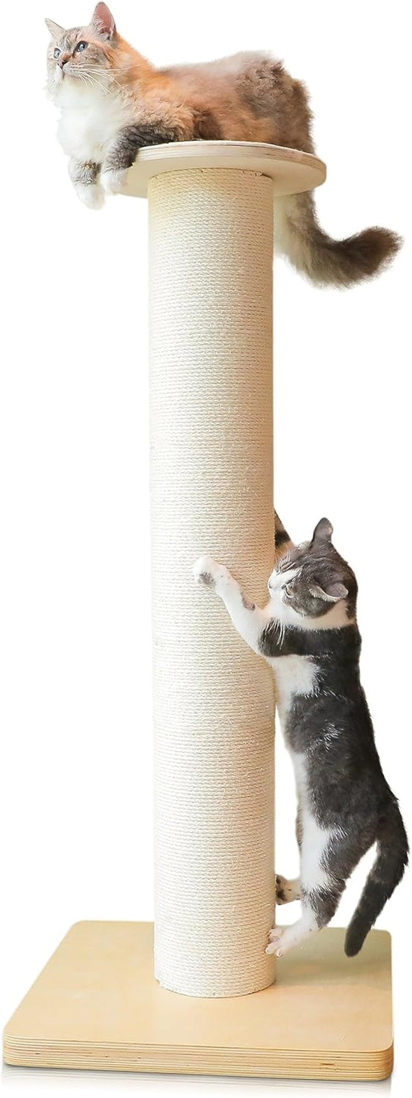50" Tall Cat Scratching Post, Extra-Large Post for Large Cats | 36 Lb Heavy Build, Thickest 7.3 Inch Sisal Column, Wax Oiled Plywood Base, Stable for Maine Coon and Large Cats1