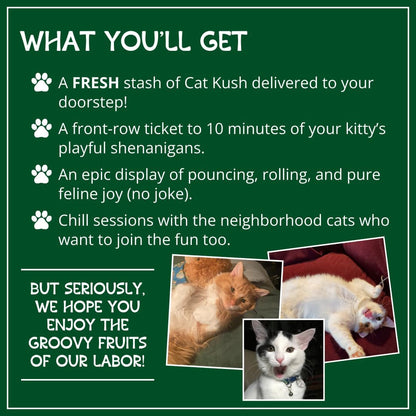 Organic Catnip, Safe Premium Blend Perfect for Cats, Instilled with Maximized Potency Your Kitty Is Sure to Go Crazy for (1 Cup) | Instilled with Maximized Potency Your Kitty Is Guaranteed to Go Crazy For! (1 Cup)5