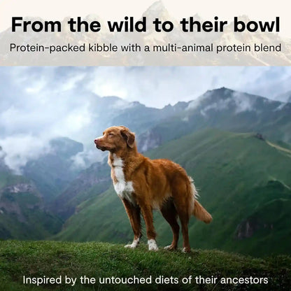 Open Farm Rawmix Grain Free Dry Dog Food, Front Range Kibble, 20Lb Bag | Grass Fed Beef, Pasture Raised Lamb, Humanely Raised Pork, Freeze Dried Raw Chunks, 100% Traceable Ingredients.4