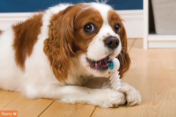 Hartz Chew ‘N Clean Twisty Bone Dog Chew Toy, Bacon Scented for Moderate Chewers, Extra Small6