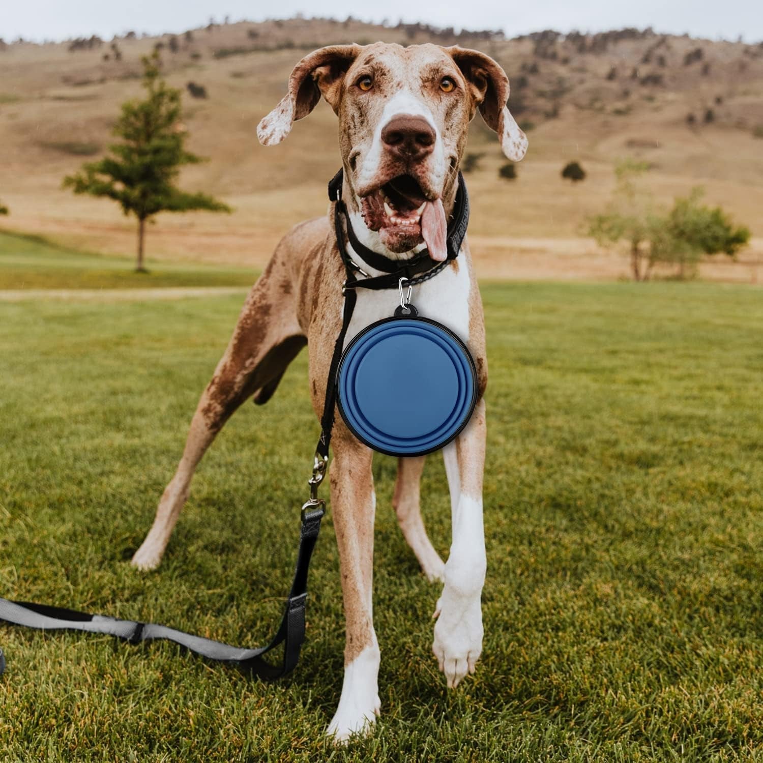 collapsible-dog-bowls-2-pack-large-size-for-large-medium-dogs-pet-travel-water-bowl-dogs-cat-portable-water-bowl-dog-pet-feeding-watering-dish-outdoor-hiking-parking-traveling-with-2-carabiners