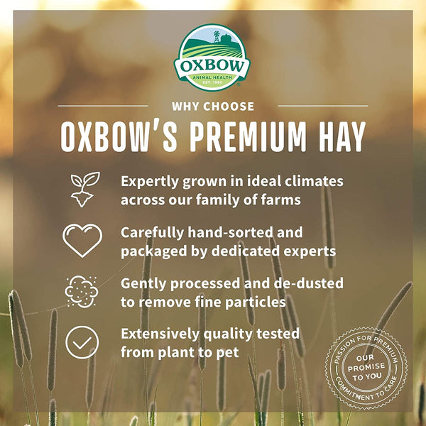 Oxbow Oat Hay, Rabbit & Guinea Pig Hay, High Fiber for Digestive Health, Grown in the USA, Veterinarian Recommended Small Pet Supplies, for Rabbits, Guinea Pigs, & Chinchillas, 15 Oz. | Oxbow Oat Hay, Bunny Hay for Rabbits, Guinea Pigs, Bunnies and Chinchillas, Hand-Sorted, De-Dusted, Made in USA4