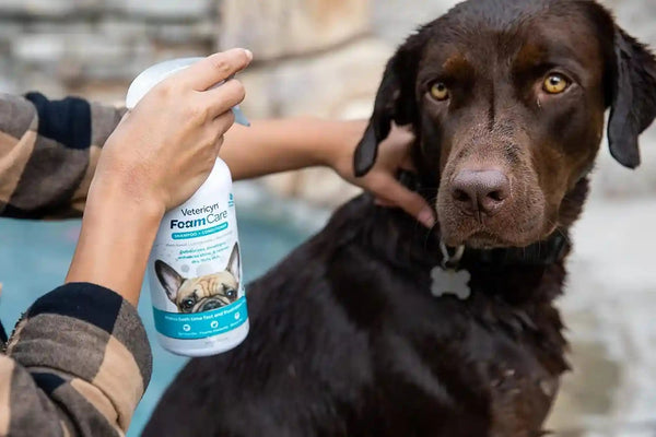 Vetericyn Foamcare Dog Shampoo and Conditioner - Instant Foaming, Spray-On Hypoallergenic Shampoo, Plant-Based Formula for Dogs and Cats. 16 Ounce2