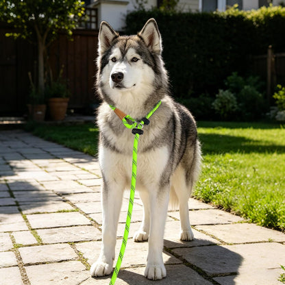 Lynxking Slip Lead Dog Leash Reflective, Heavy Duty Comfortable Strong Rope for Large Medium Small Dogs No Pull Pet Training (Light Green, Large 1/2In X 6Ft-Slip Lead)8