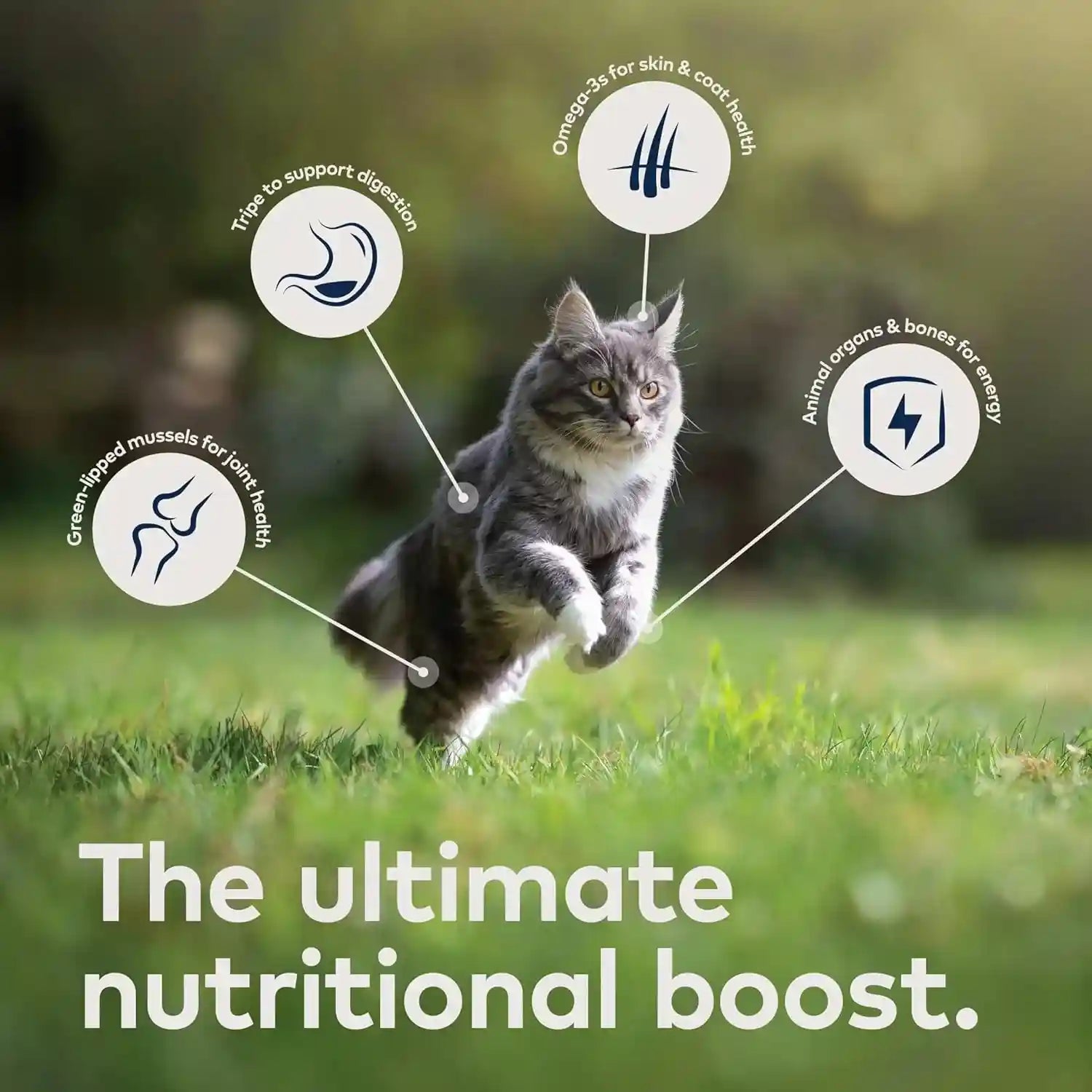 ziwi-peak-wet-cat-food-variety-pack-beef-chicken-lamb-mackerel-lamb-mackerel-venison-6-pack-3oz-each