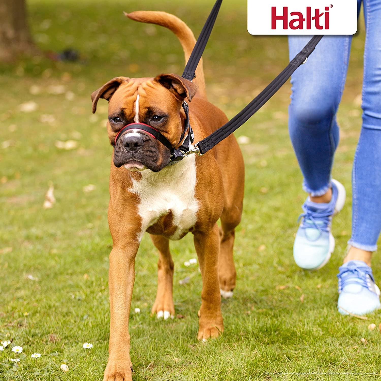 halti-optifit-headcollar-size-medium-halti-training-leash-size-large-black-combination-pack-stop-your-dog-pulling-on-the-leash-adjustable-with-padded-nose-band-suitable-for-medium-dogs