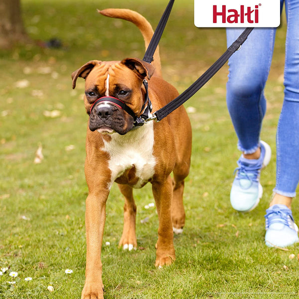 Halti Optifit Headcollar Size Medium & Halti Training Leash Size Large, Black Combination Pack - Stop Your Dog Pulling on the Leash. Adjustable with Padded Nose Band. Suitable for Medium Dogs6