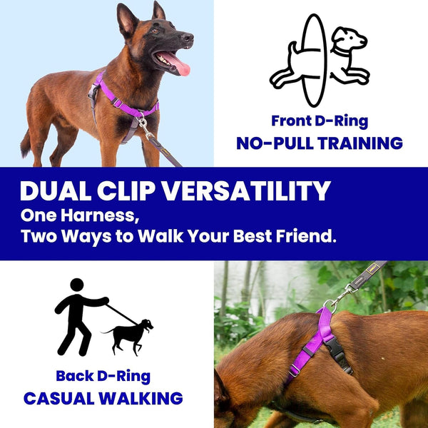 Freedom No Pull Dog Harness, Purple, Large | Designed for Hound Dog Train, Easy Walk with 2 Stainless D-Rings, Sewn-In Instructions Tags, 60-80 Lbs5