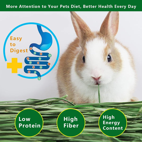 Timothy Hay, 6.6LBS Small Pet Feed | Hand Selected Natural Fresh Timothy Hay, for Rabbits, Guinea Pigs, Chinchillas, 6 Packs of 1.1Lbs Each2