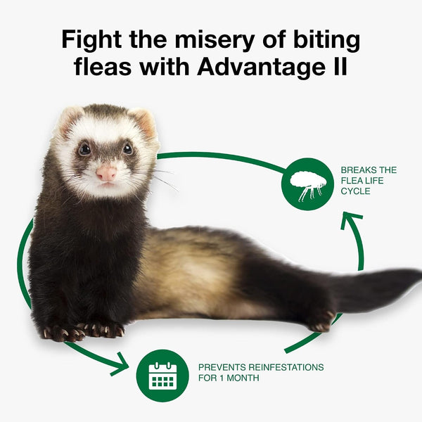 Advantage II Ferret Vet-Recommended Flea Treatment & Prevention | Ferret 1+ Lbs. | 2-Month Supply6