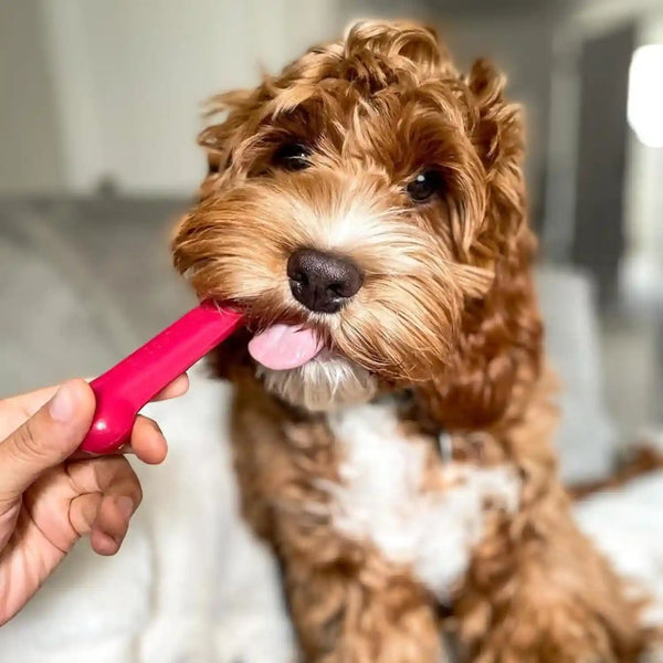Nylabone Original Bone Power Chew Toys for Dogs, Durable & Tough Dog Toys for Aggressive Chewers, Long Lasting Chicken, Bacon, and Peanut Butter Flavor, Small - up to 25 Lbs, 1 Count | Peanut Butter, Chicken, and Bacon Flavor, Durable Dog Toys for Aggressive Chewers, Helps Clean Teeth, for Dogs up to 25 Lbs6