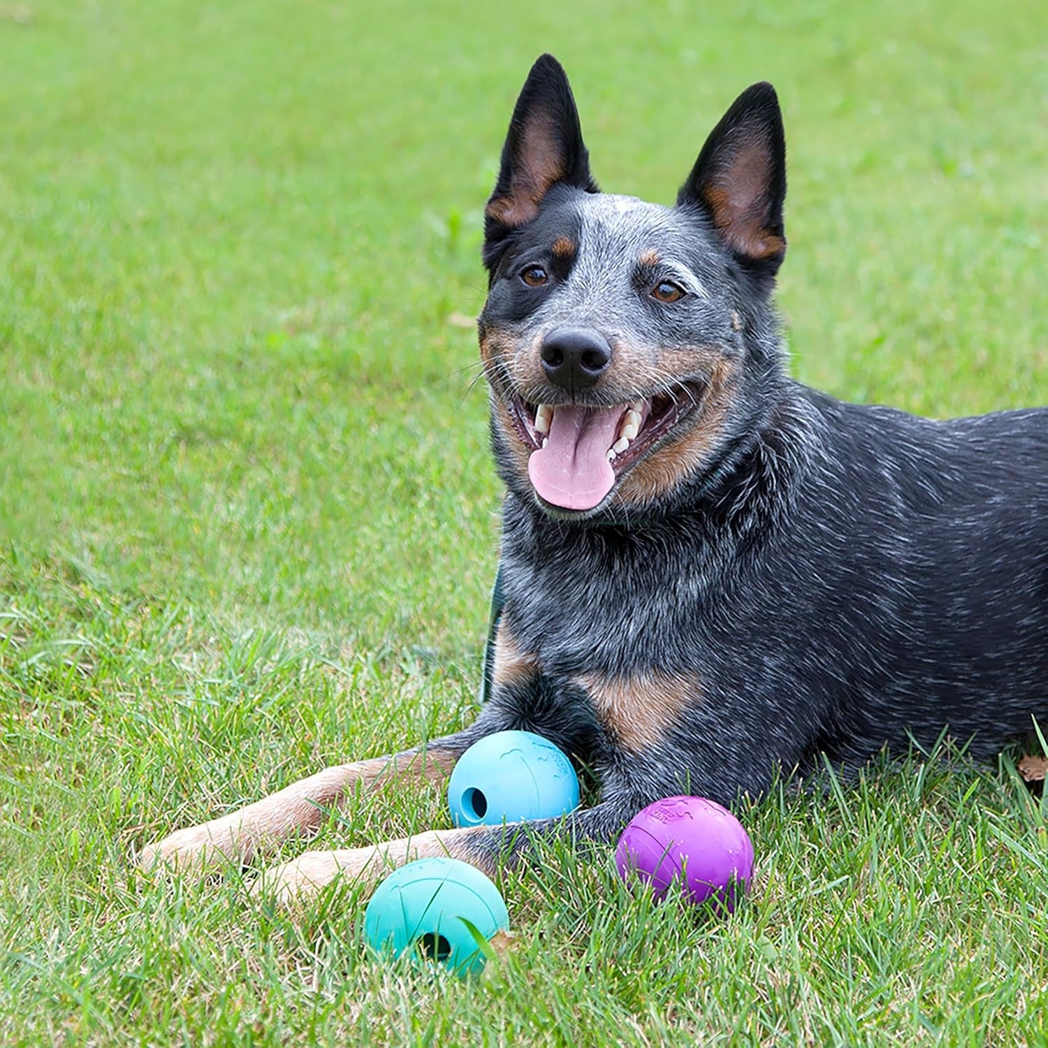 chew-king-fetch-balls-extremely-durable-natural-rubber-toy-pack-of-3-3-inch-balls-cm-0263-cs01