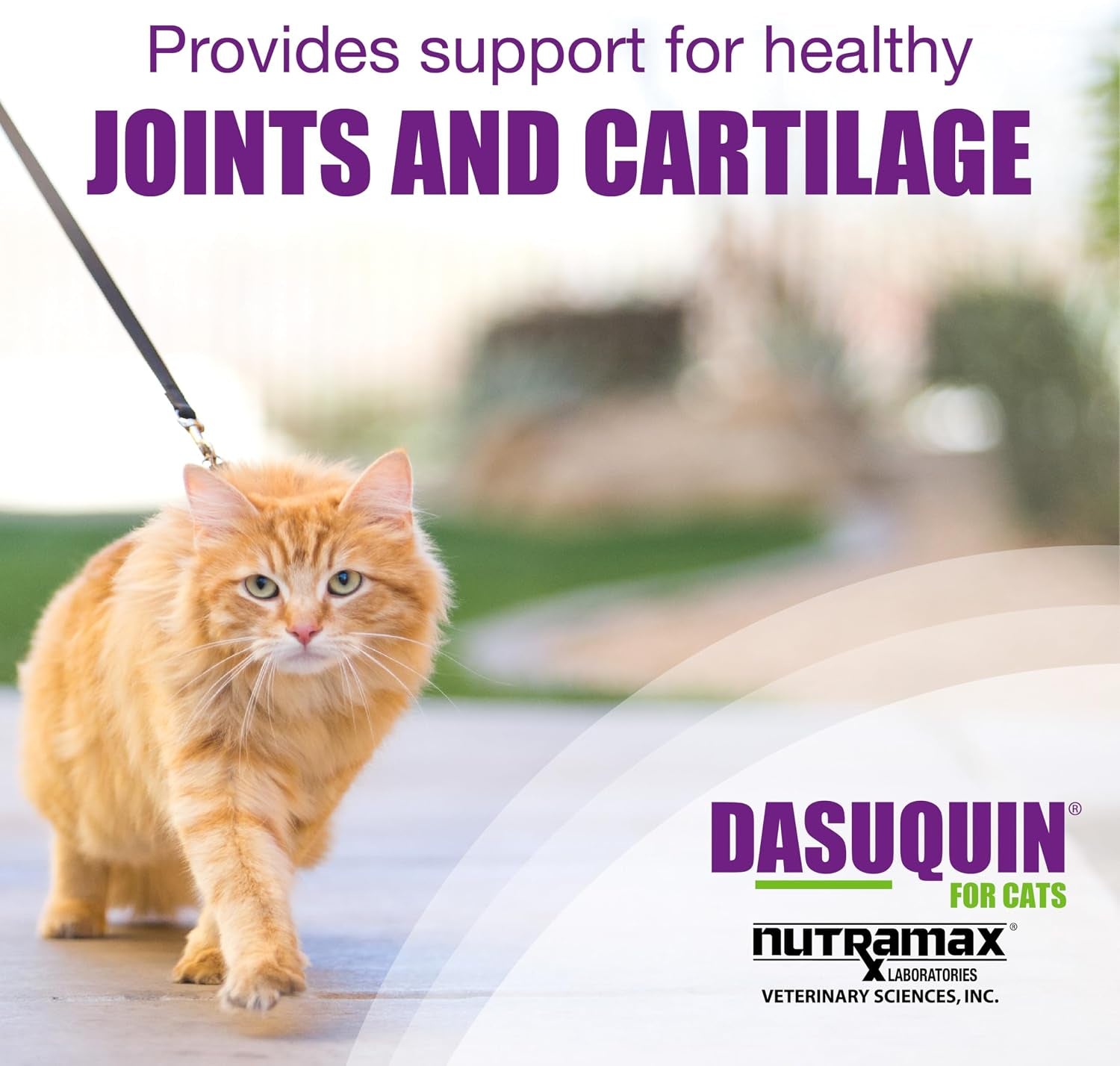 nutramax-laboratories-dasuquin-joint-health-supplement-for-cats-with-glucosamine-chondroitin-asu-boswellia-serrata-extract-and-green-tea-extract-84-capsules-cat-joint-support-glucosamine-chondroitin-asu-boswellia-serrata-extract-green-tea-extract-all-ages-sizes