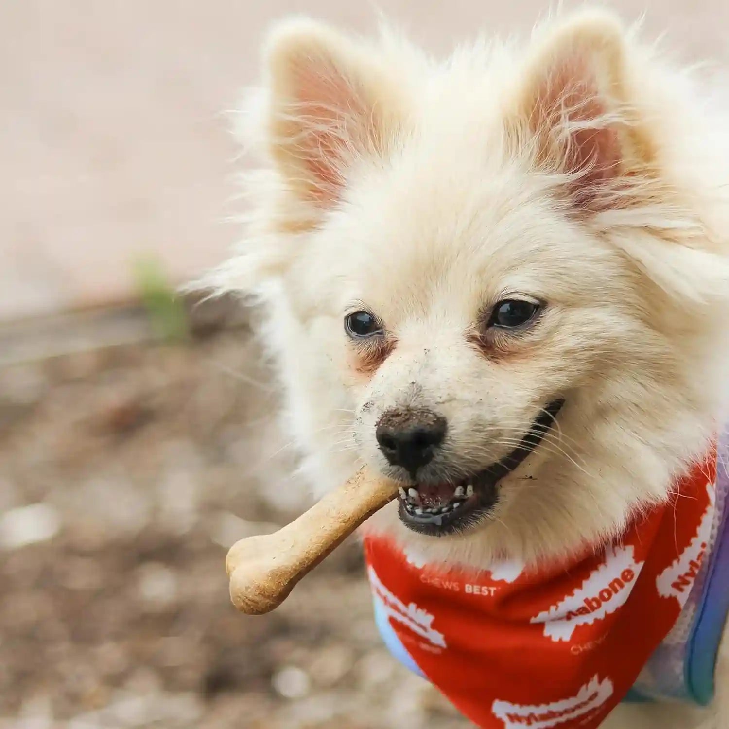nylabone-healthy-edibles-natural-chews-long-lasting-dog-bones-healthy-dog-treats-bacon-flavor-x-small-8-count