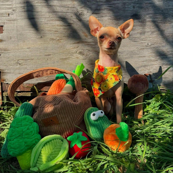Nocciola Squeaky Fruits Veggies Stuffed Dog Toys Pack- Hide Seek Grocery Basket Crinkle Plush Puppy Toys to Keep Busy, Birthday Pet Supplies Gifts for Small Medium Breeds9