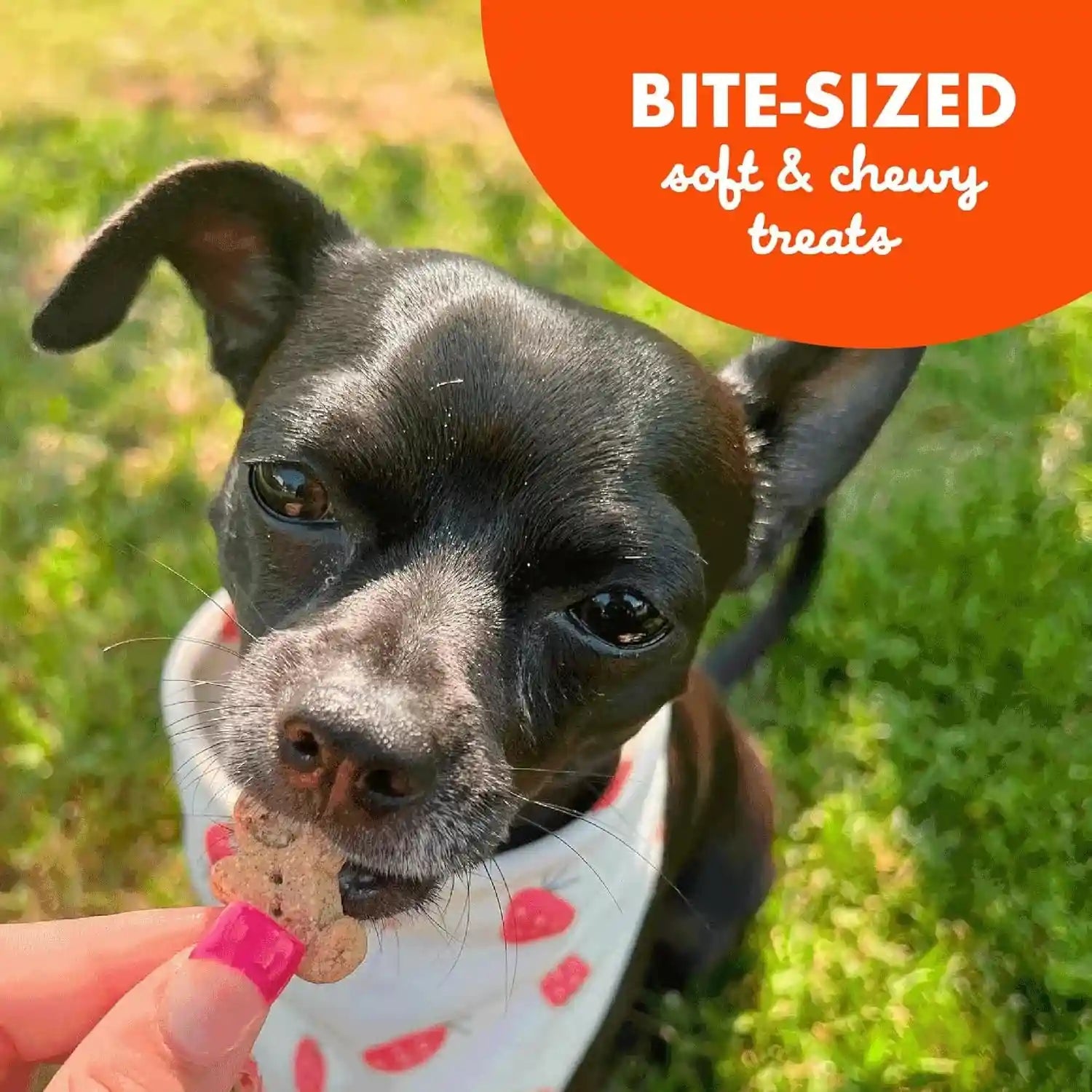 buddy-softies-soft-chewy-dog-treats-peanut-butter-20-oz-jar
