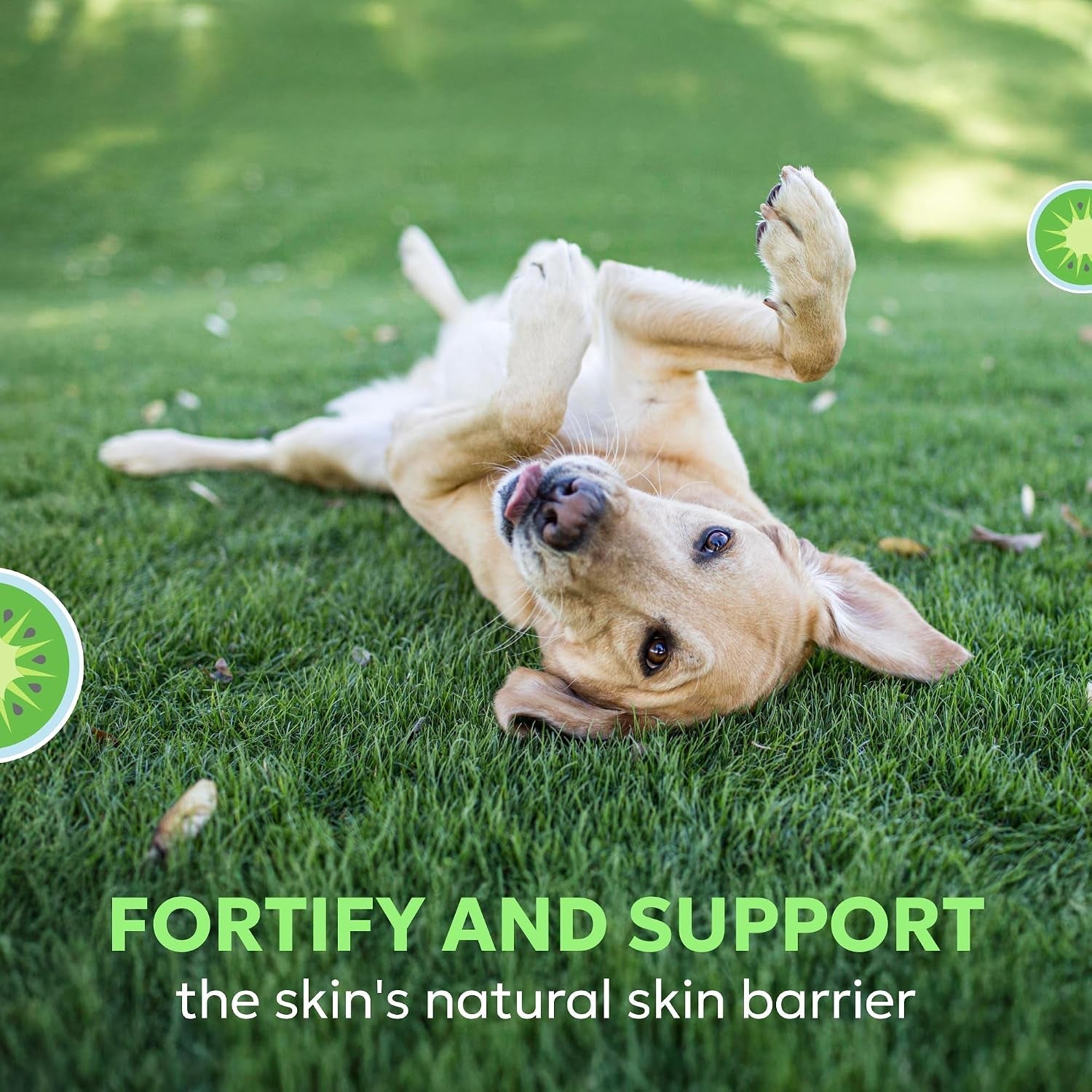 nutramax-dermaquin-dog-supplement-support-for-itchy-skin-soft-chews-60ct