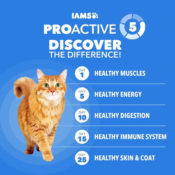 IAMS Healthy Enjoyment Dry Cat Food, Chicken & Salmon Recipe, 3 Lb | Vet-Recommended, Real Chicken #1 Ingredient, Natural Fiber & Prebiotics, Supports Immune & Digestive Health, Muscle Care5