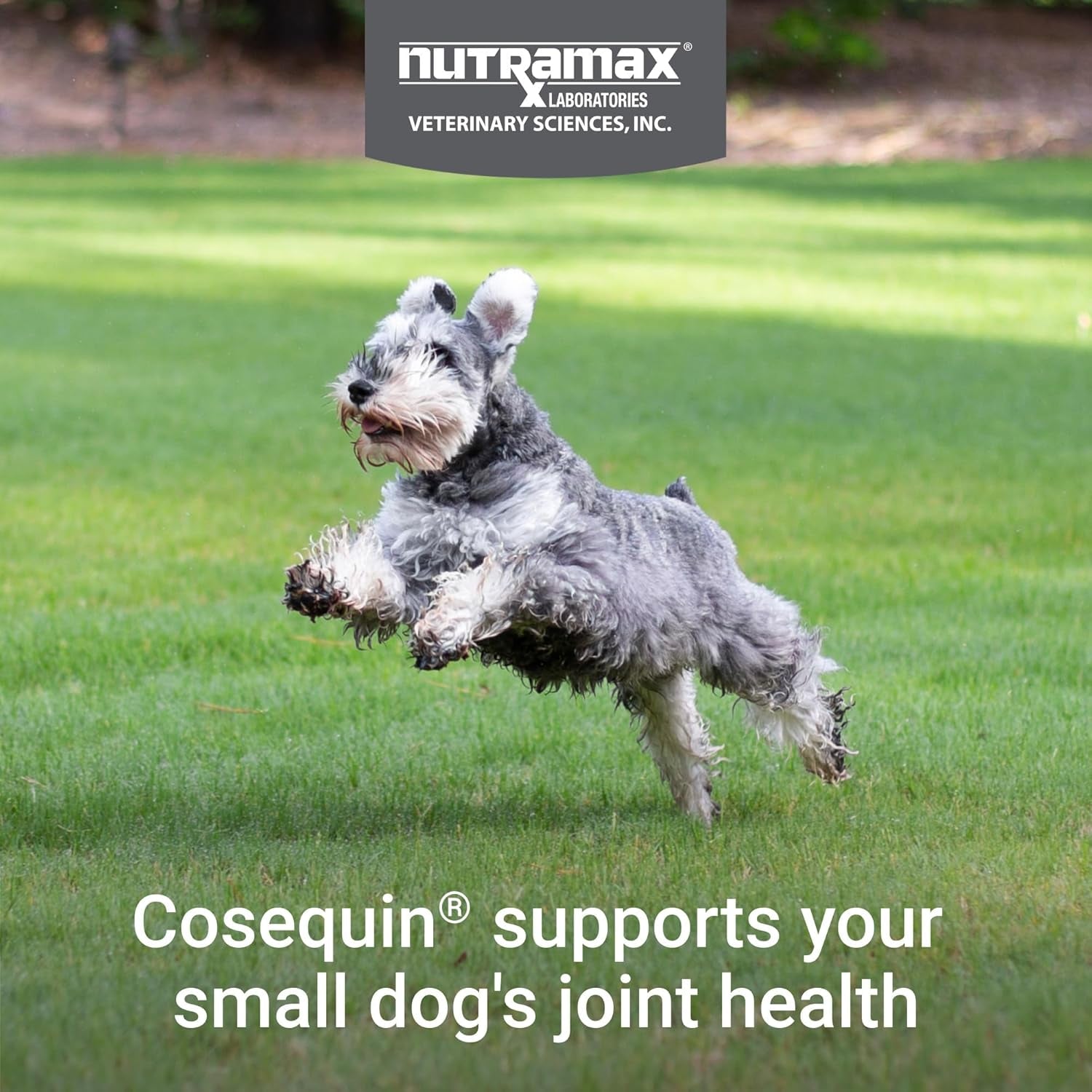 nutramax-cosequin-small-dog-joint-supplement-soft-chews-45ct-joint-support-soft-chews-for-small-dogs-with-glucosamine-and-chondroitin-boswellia-all-ages