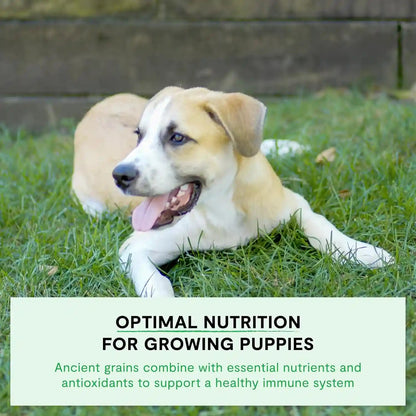 Open Farm Ancient Grains Dry Puppy Food, Chicken & Salmon Kibble, 4Lb Bag | All Puppies, All Breed Sizes, Protein-Rich & Nutrient Dense, 100% Traceable Ingredients, Non-Gmo Fruits & Veggies.5
